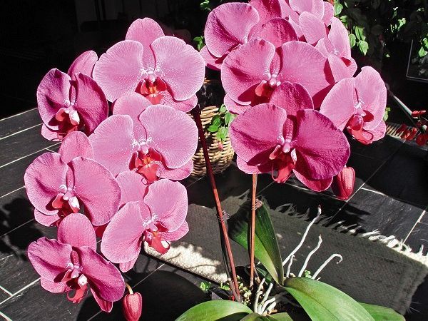 KLANZ Mineralsubstrate, Kultursubstrate KLANZ Mineralsubstrate, Kultursubstrate