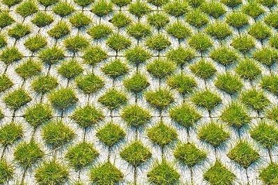 Rasengittersteine Rasengittersteine