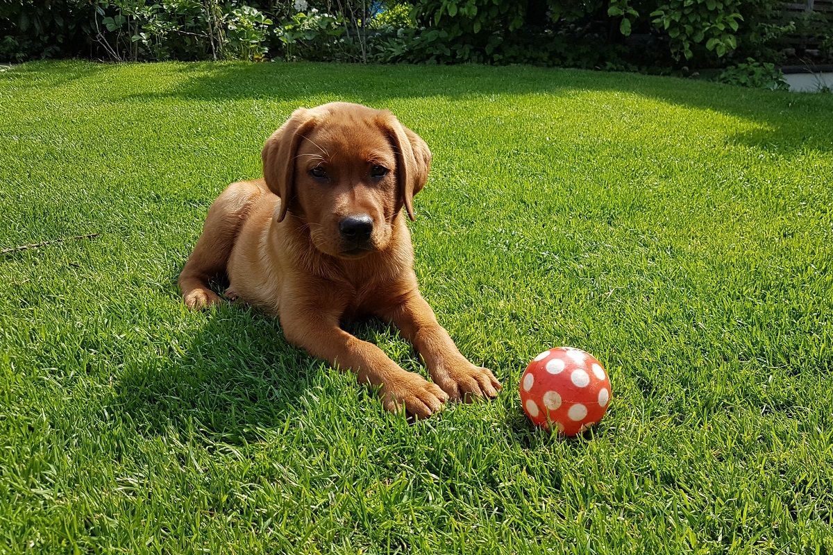 Pflanzsubstrate für Rasen, Bäume, Dächer