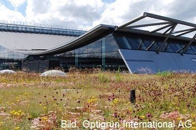 Extensive Dachbegrünung