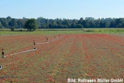 Vegetationsmattensubstrat