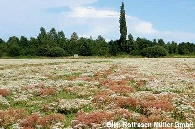 Vegetationsmattensubstrat