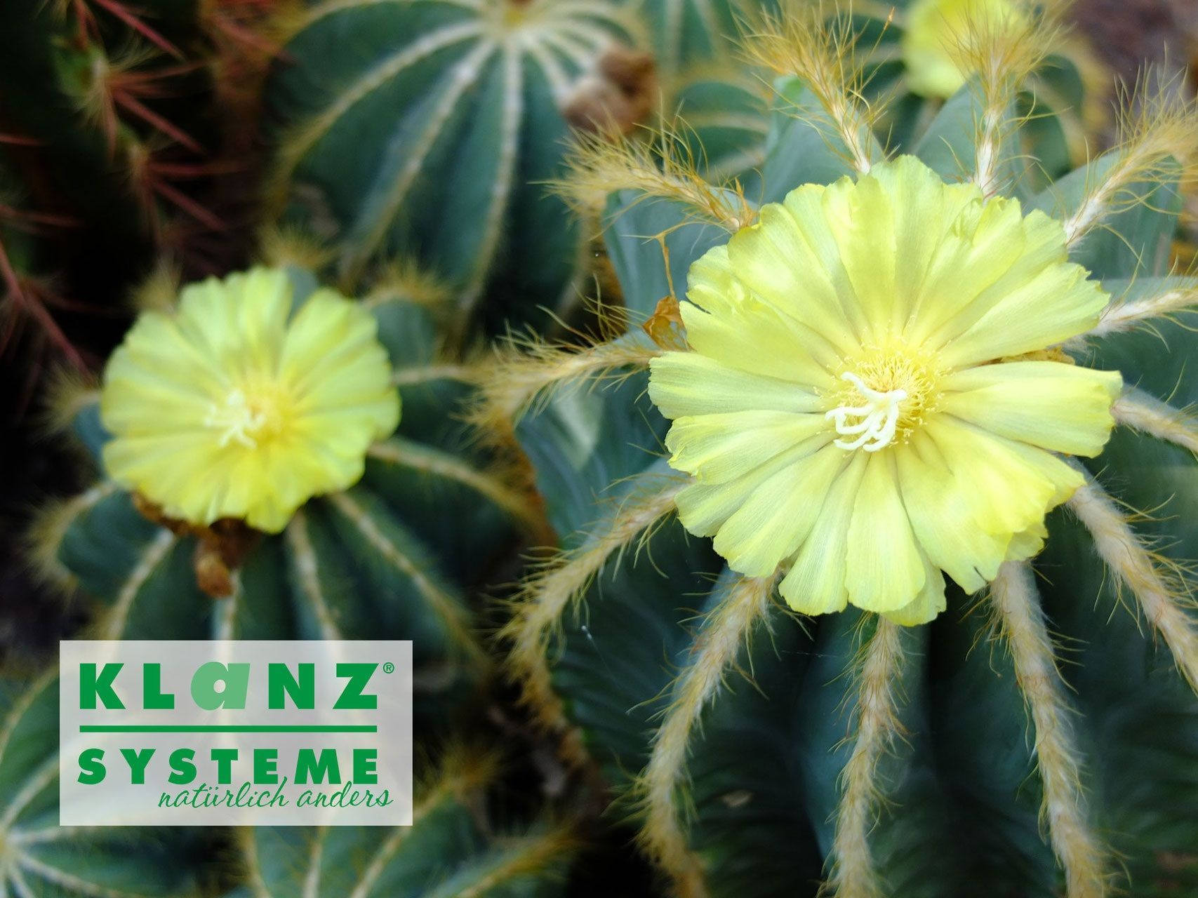 KLANZ Mineralsubstrate, Kultursubstrate KLANZ Mineralsubstrate, Kultursubstrate