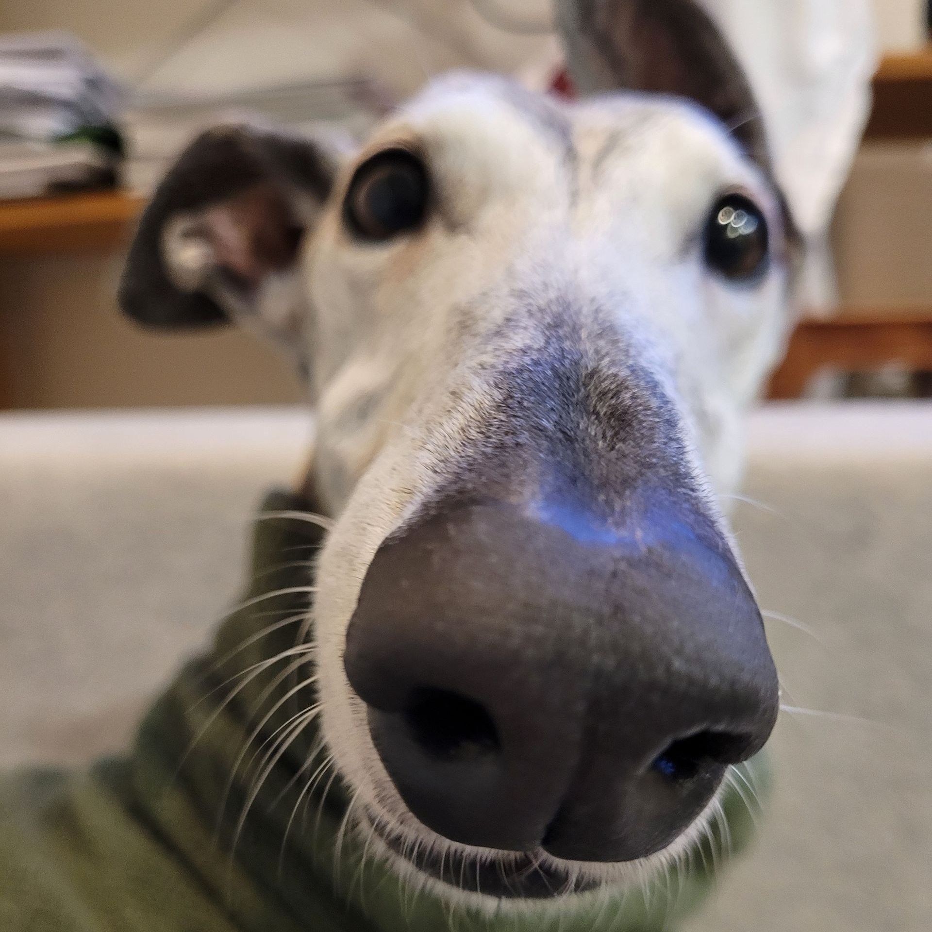 Neugieriger Hund blickt in die Kamera, ein Zeichen für Wohlbefinden und Gesundheit.