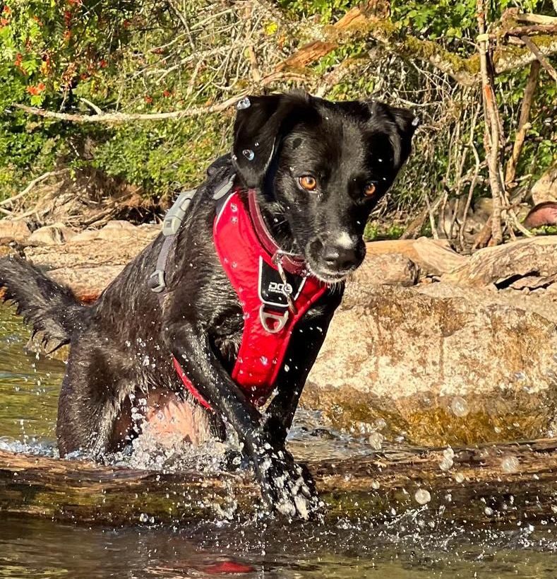 Porträtfoto von Hündin Lilly, einer Patientin der Tierphysiotherapie in Achern.