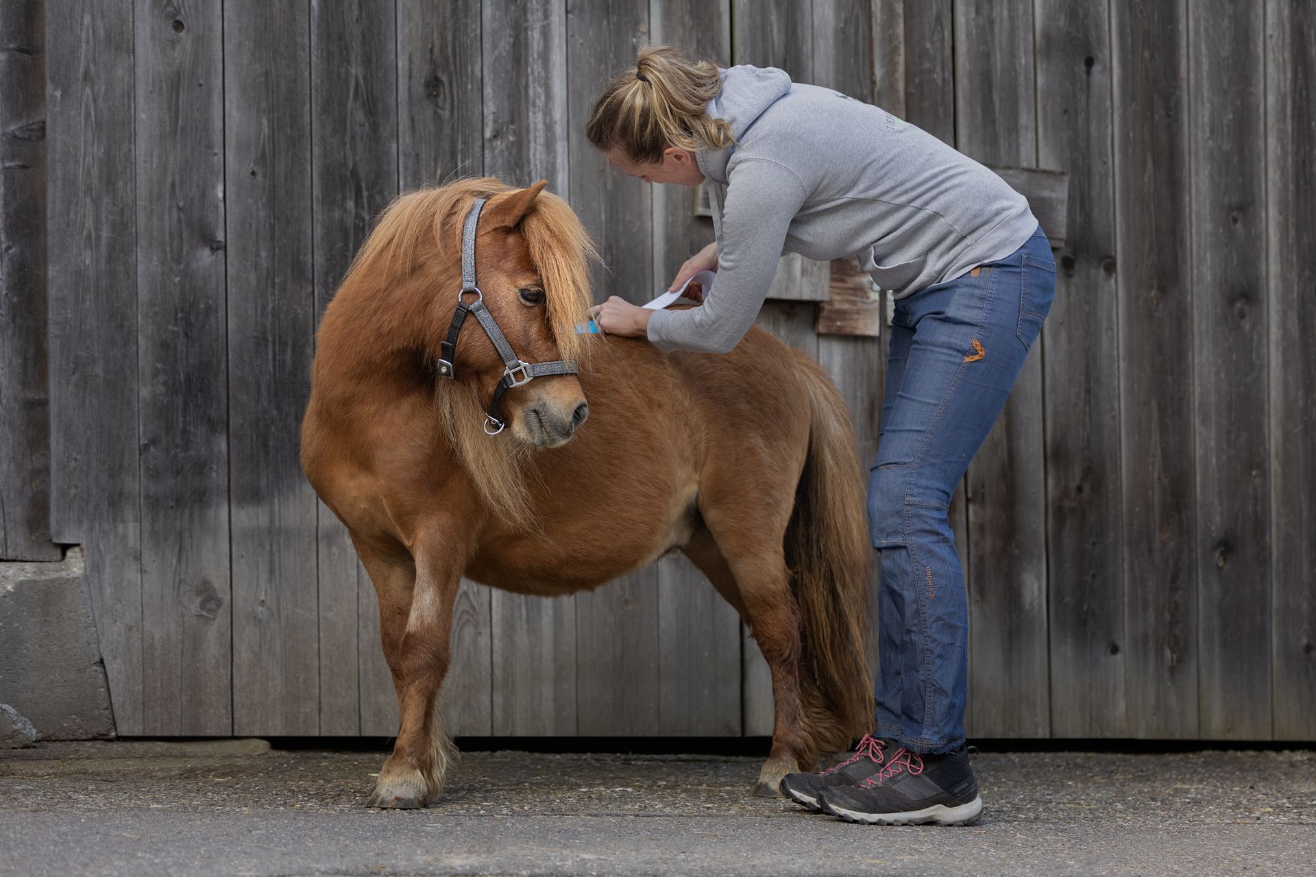 Manuelle Therapie am Rücken eines Pferdes zur Lösung von Blockaden.