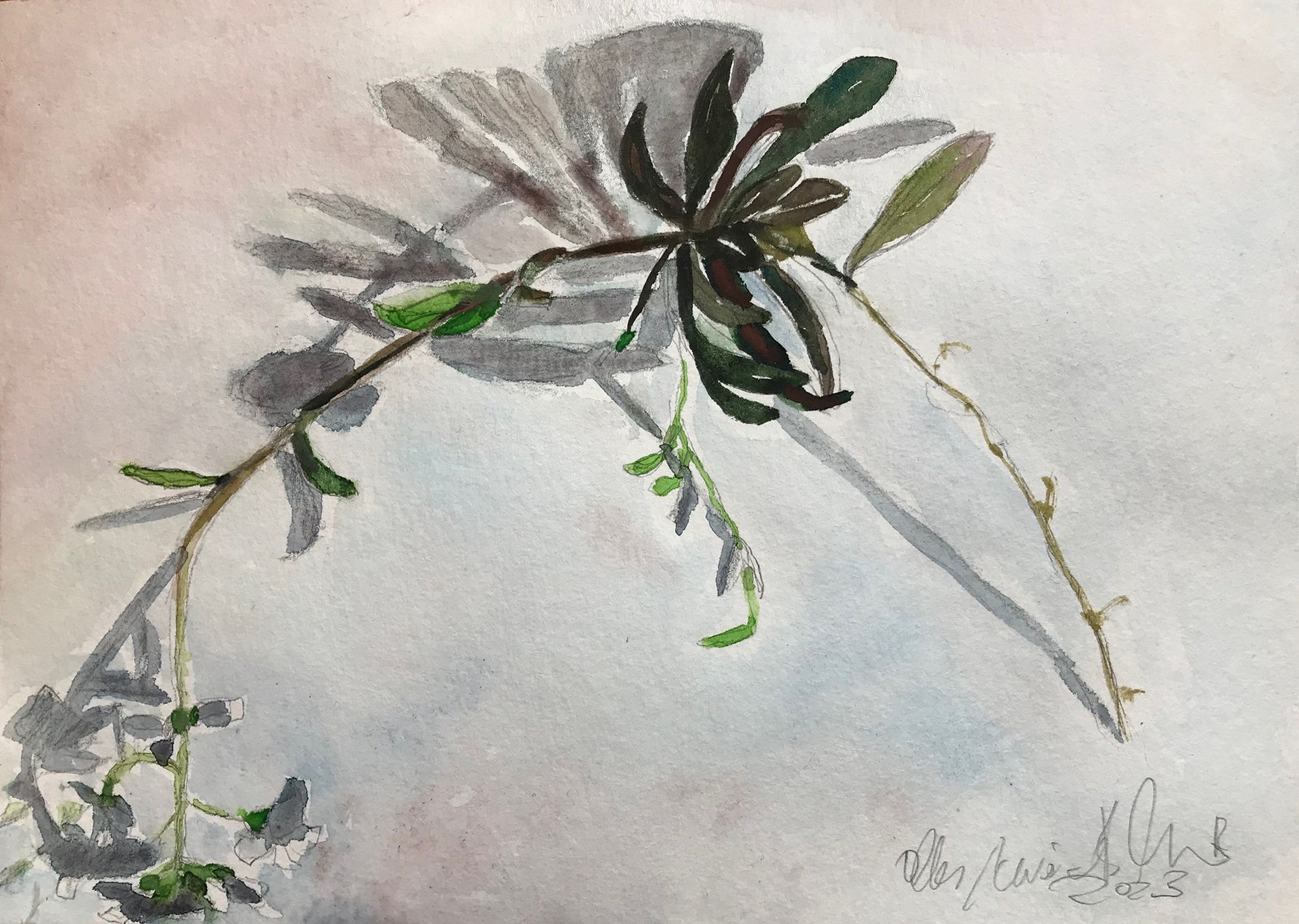 altes Gewaechts, 17x24cm, auf 300 gr Hahnemühle, 2023