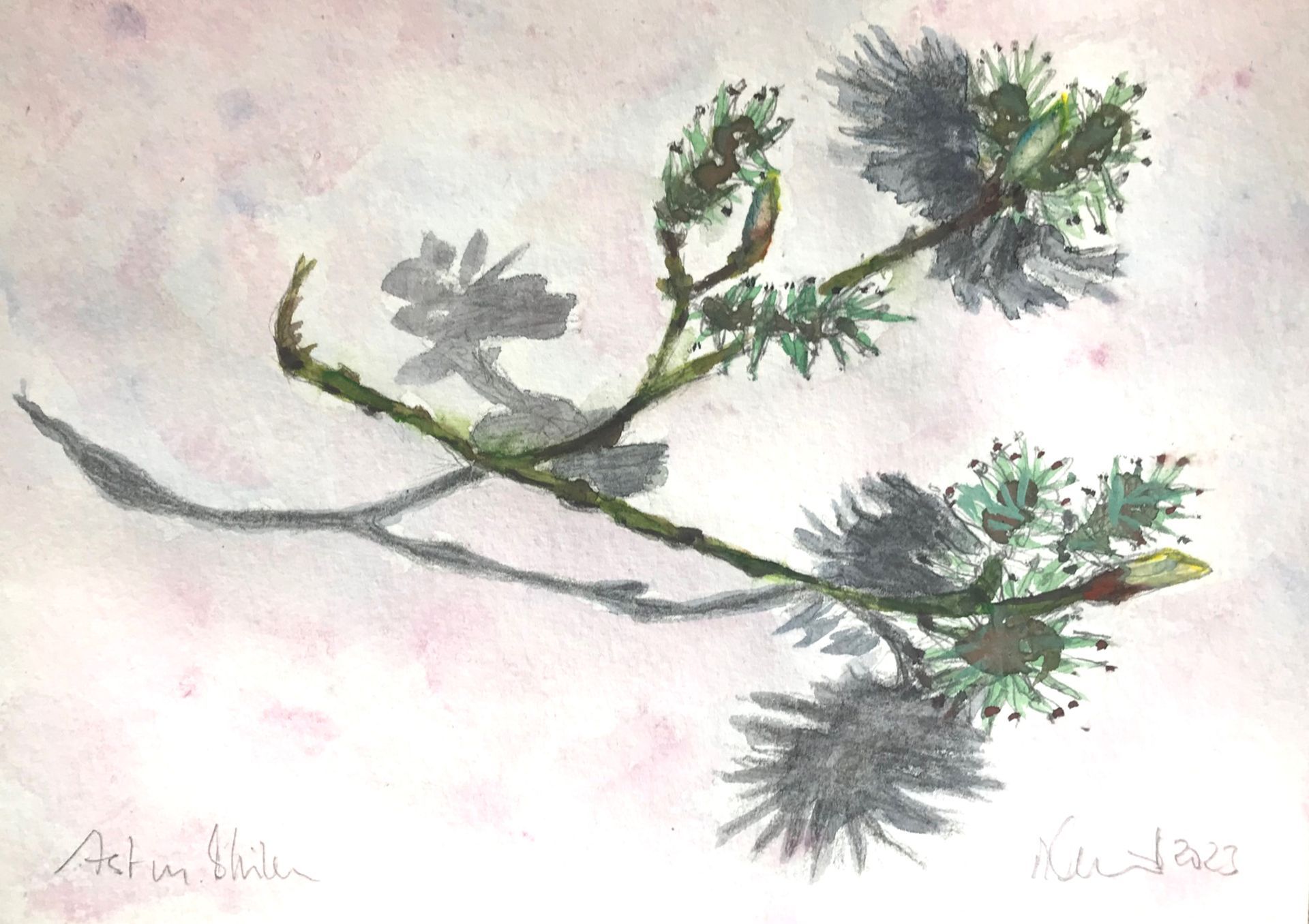 Ast mit Blueten, 18 x 25 cm, watercolor, 2023