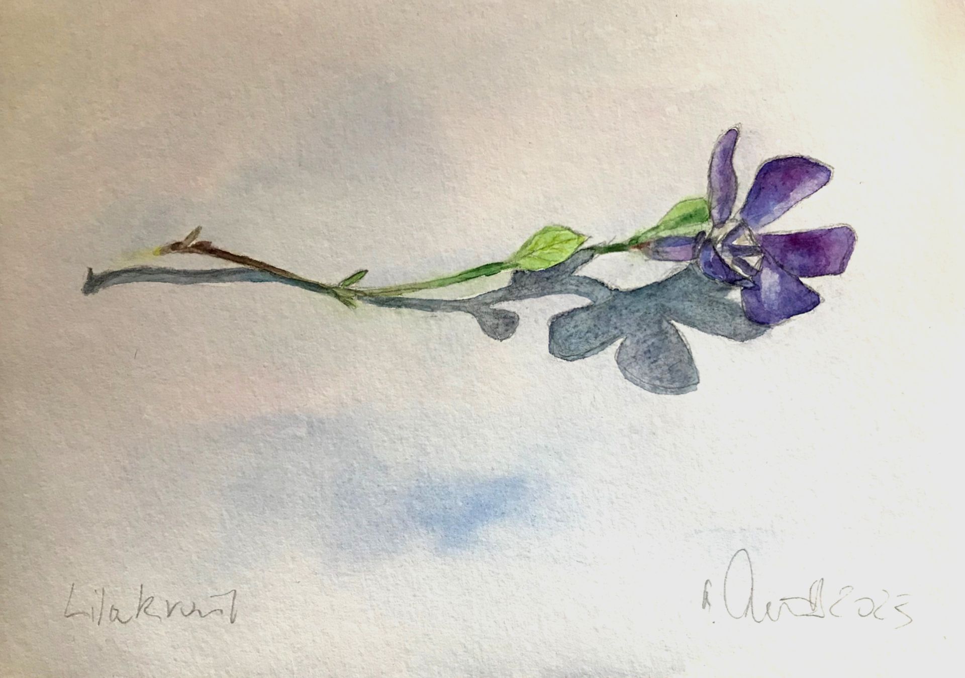 Lila Kraut, 18x24cm, 300 gr Hahnemühle, Aquarell, 2023