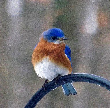 Blue Bird (Carol Roberts)