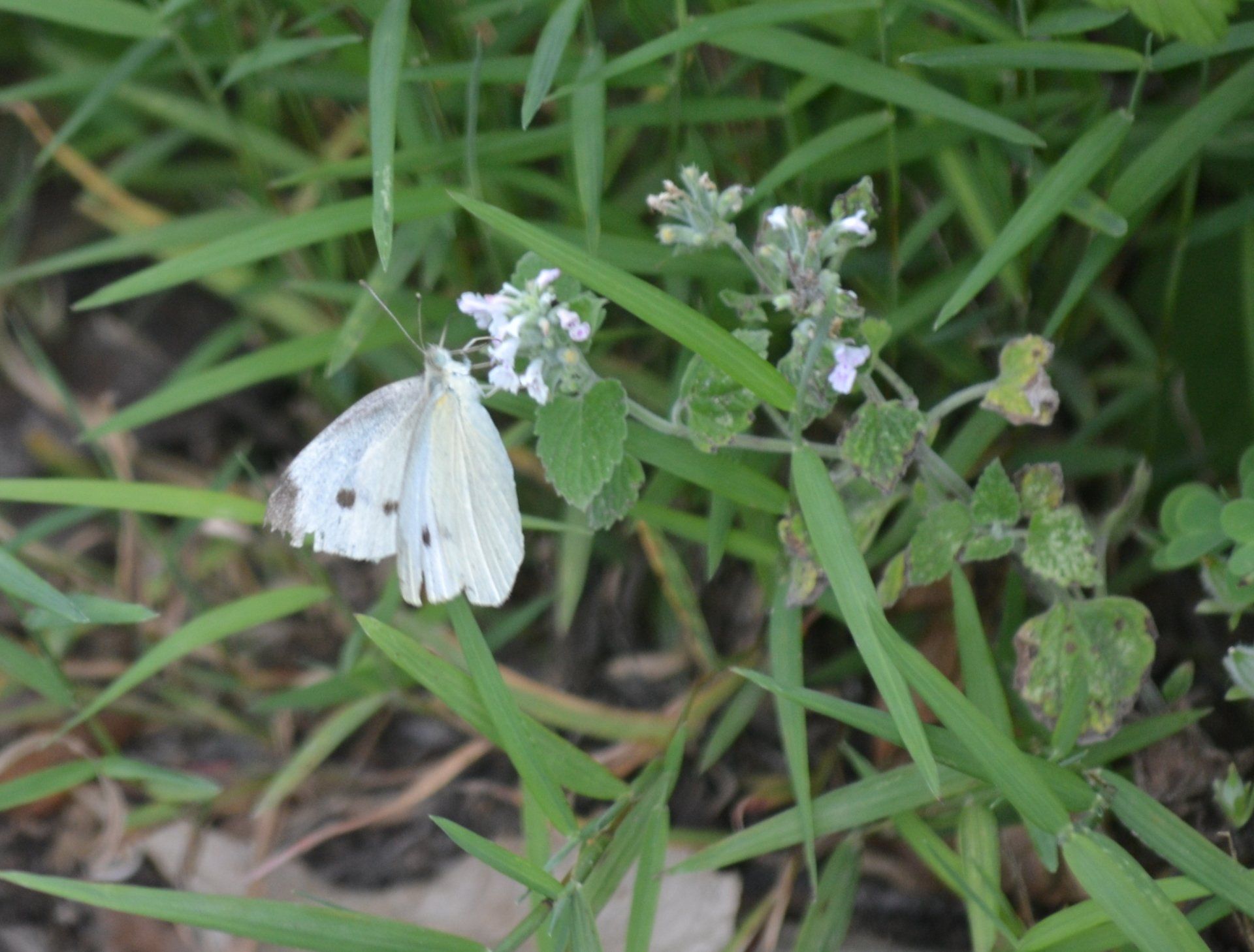 Pileated Woodpecker (Carol Roberts)