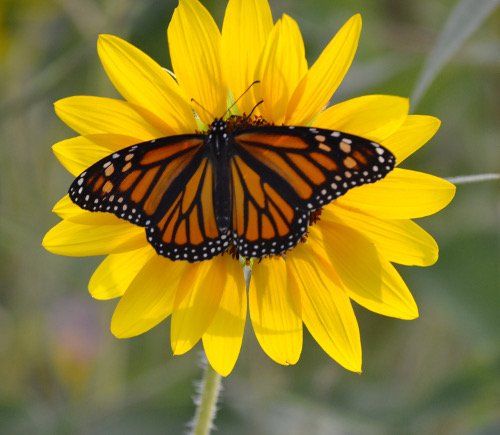 Blue Bird (Carol Roberts)