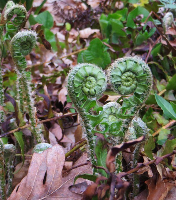 Christmas Fern: fiddleheads (Carol Roberts)