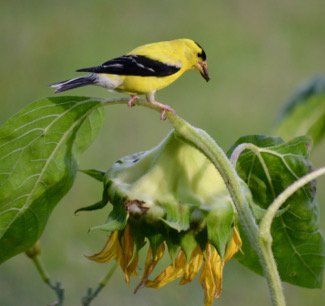 Goldfinch (Heather Baker)