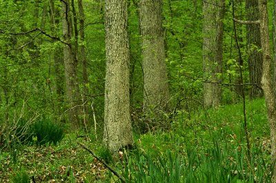 Trees at Dustin Nature Preserve (Heather Baker)