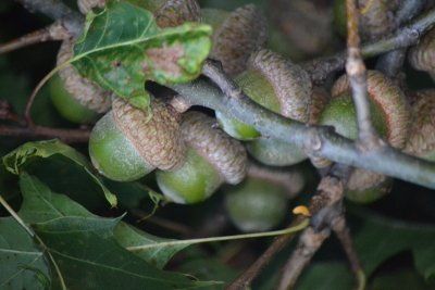 Oak tree acorns (Heather Baker)