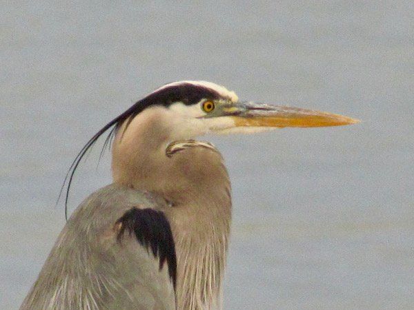 Great Blue Heron (Kirsten Roberts)