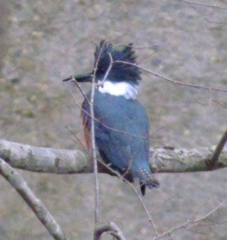 Belted King Fisher (Carol Roberts)