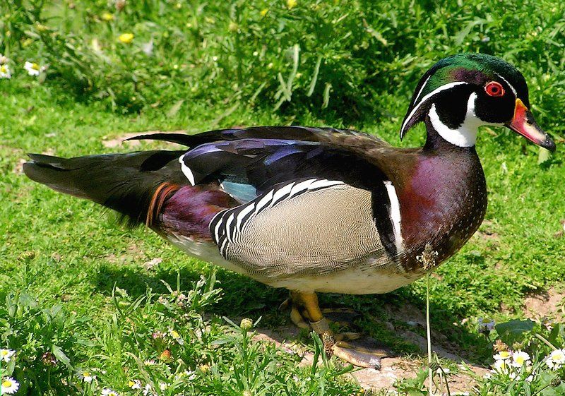 Wood Duck (Wikipedia)