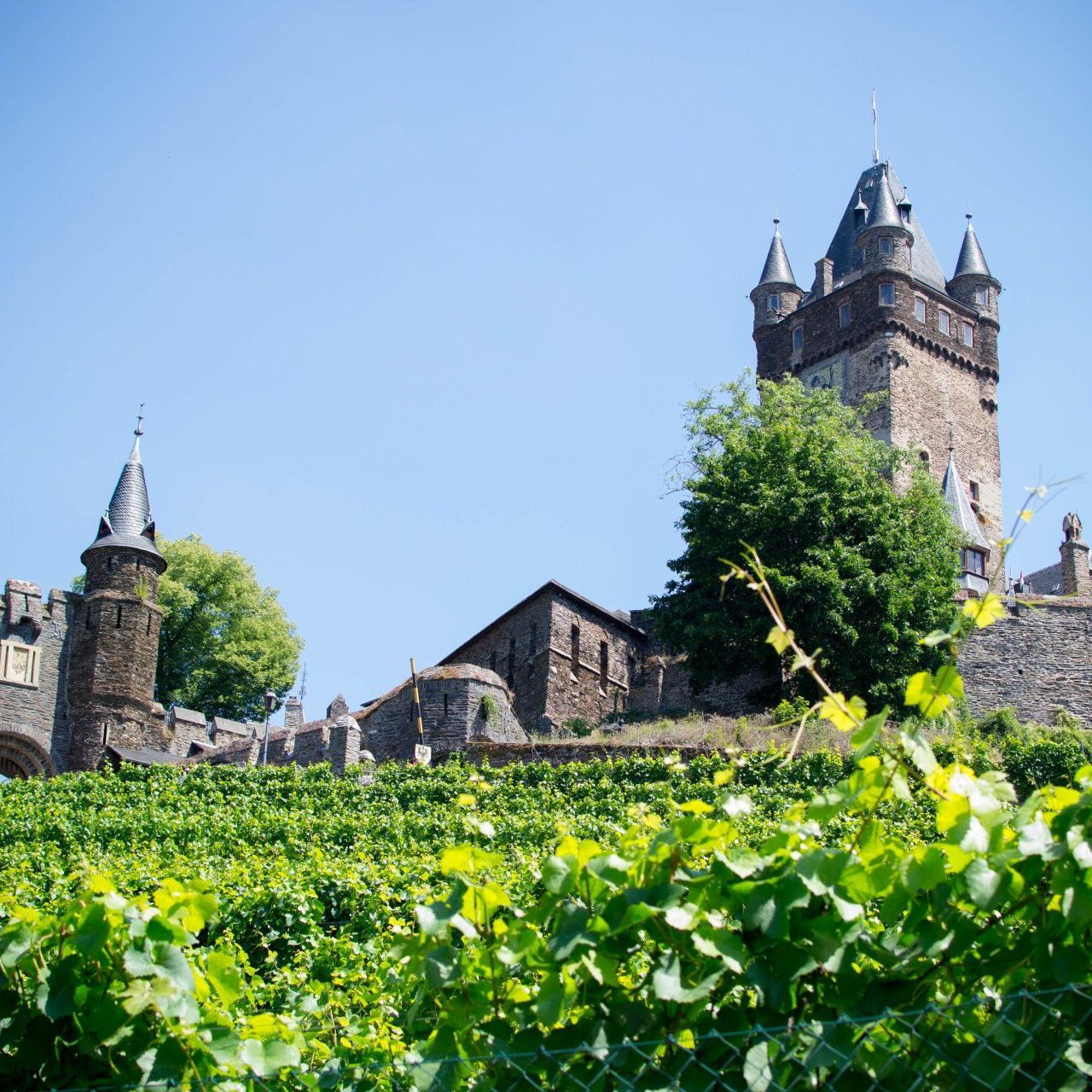 Familienurlaub Blick auf die Reichsburg zwischen Weinreben