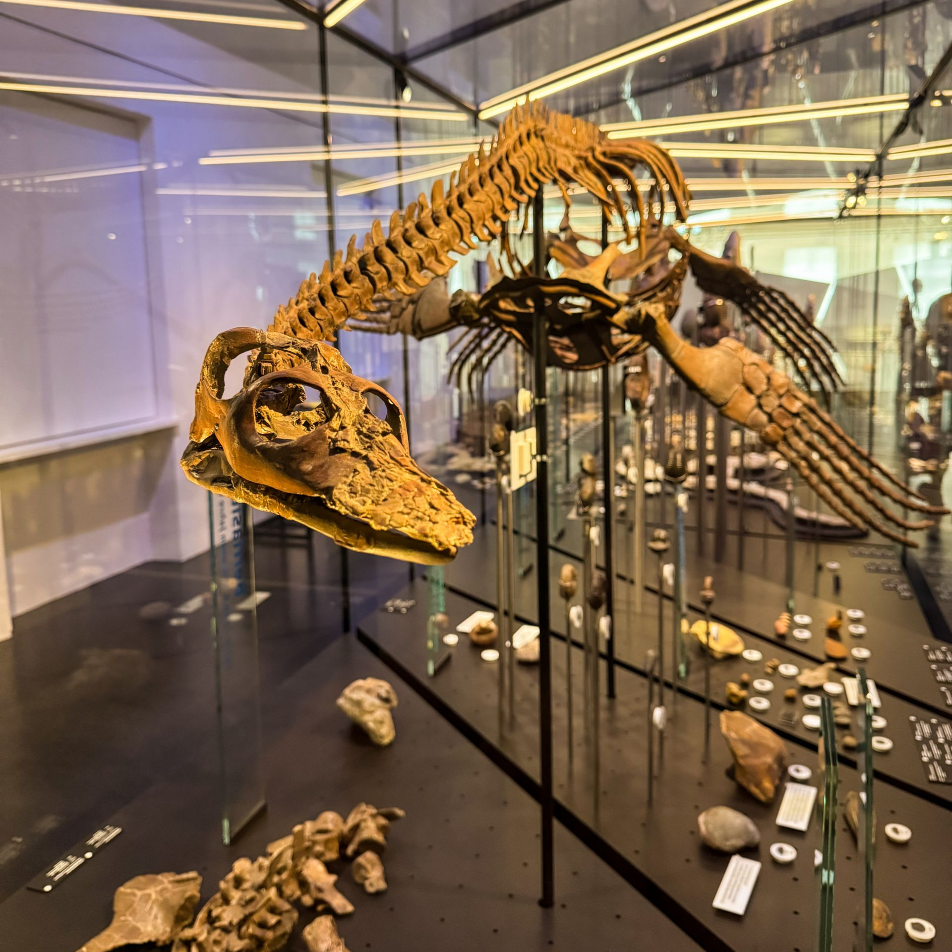 Blick auf ein Skelett im Geomuseum