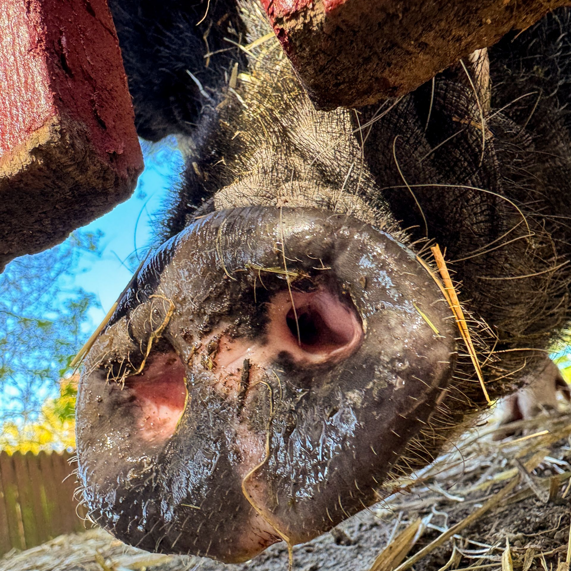 Hamburg entdecken Blick auf eine Hängebauchschweinsnase