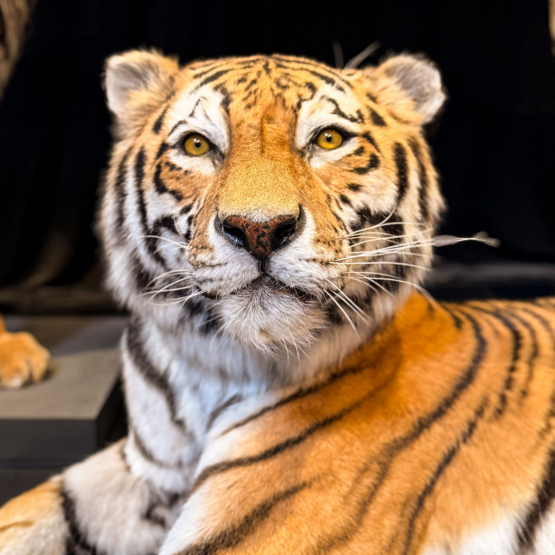 Blick auf einen lebensecht wirkenden Tiger