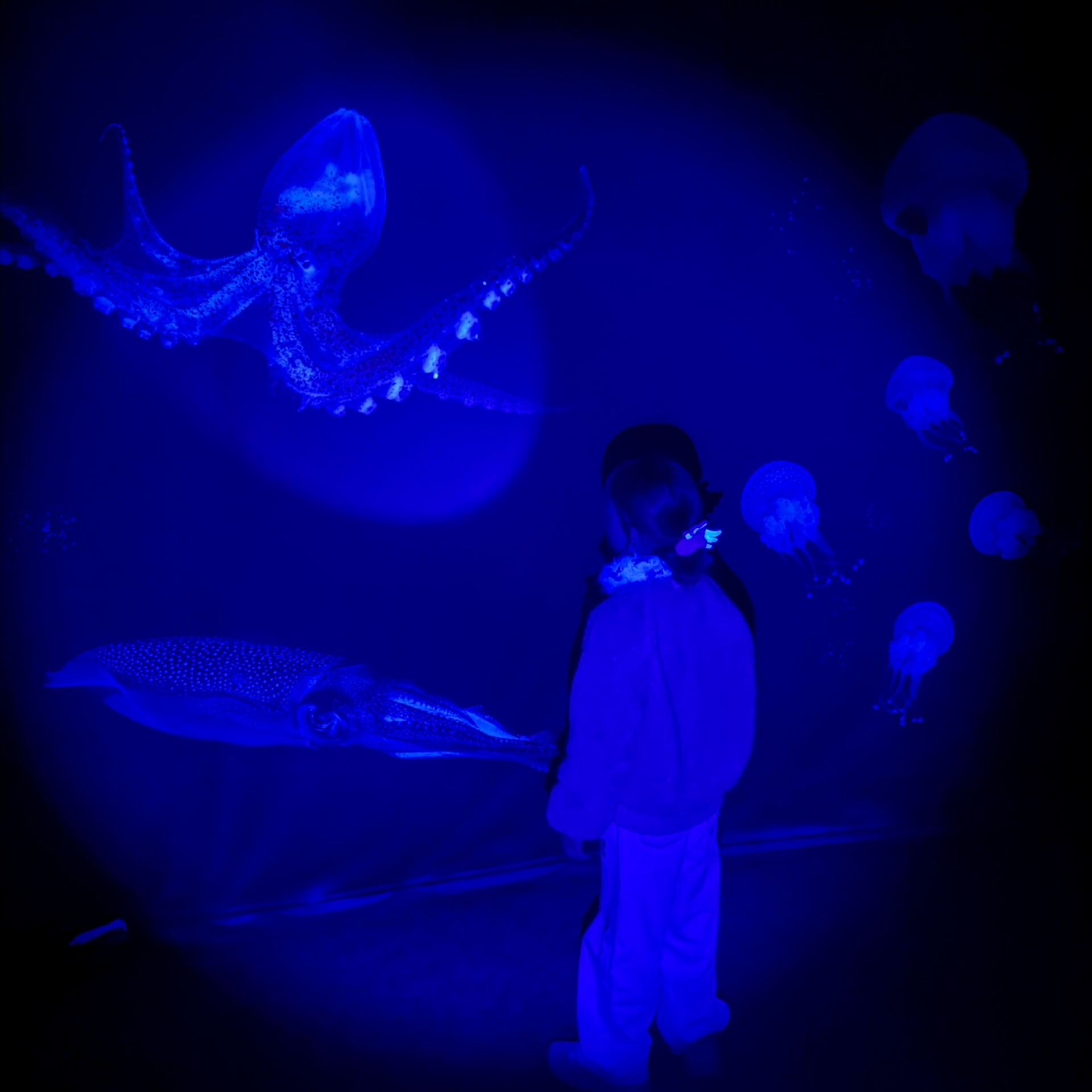 Kind steht vor einer Schwarzlicht Wand und entdeckt mit einer Taschenlampe die Tiefsee