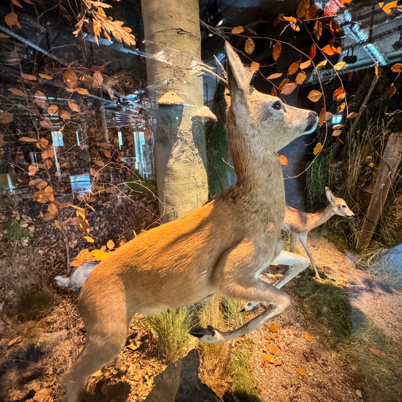 Hamburg entdecken Wilhelmsburger Inselpark Blick auf zwei Rehe in der Ausstellung