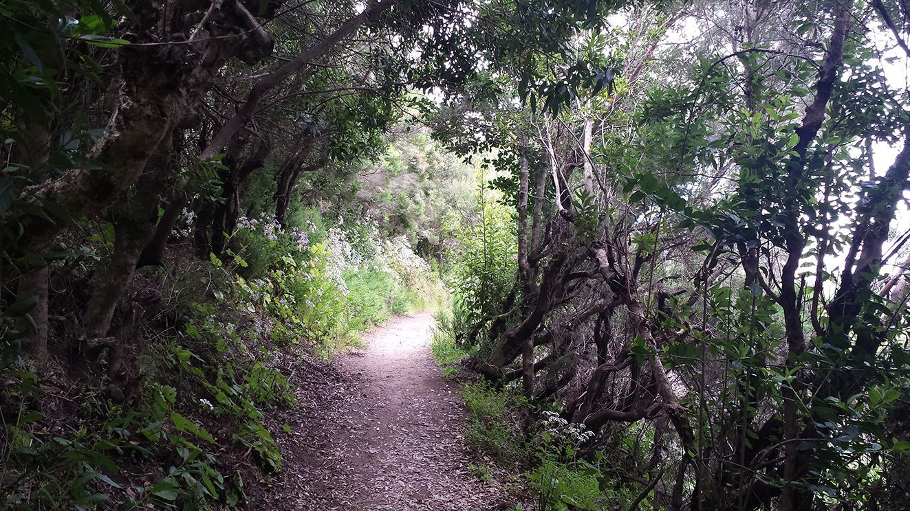 Touren mit einem E-Mountainbike auf La Gomera