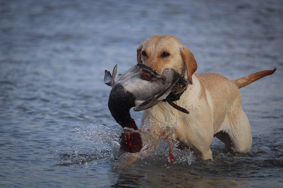 Queen of Kells | Dark Yellow Labrador | British Labrador | Irish Labrador