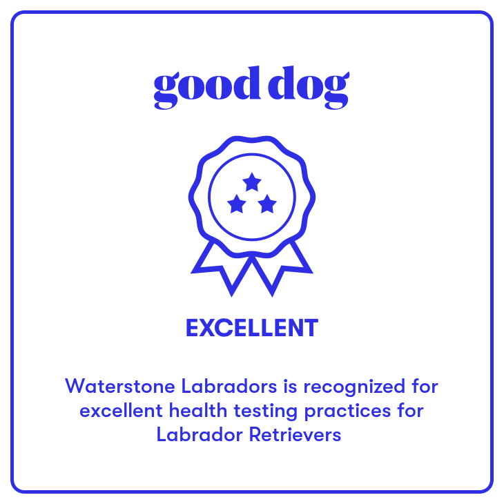 Waterstone Labradors | Good Dog | British Labradors