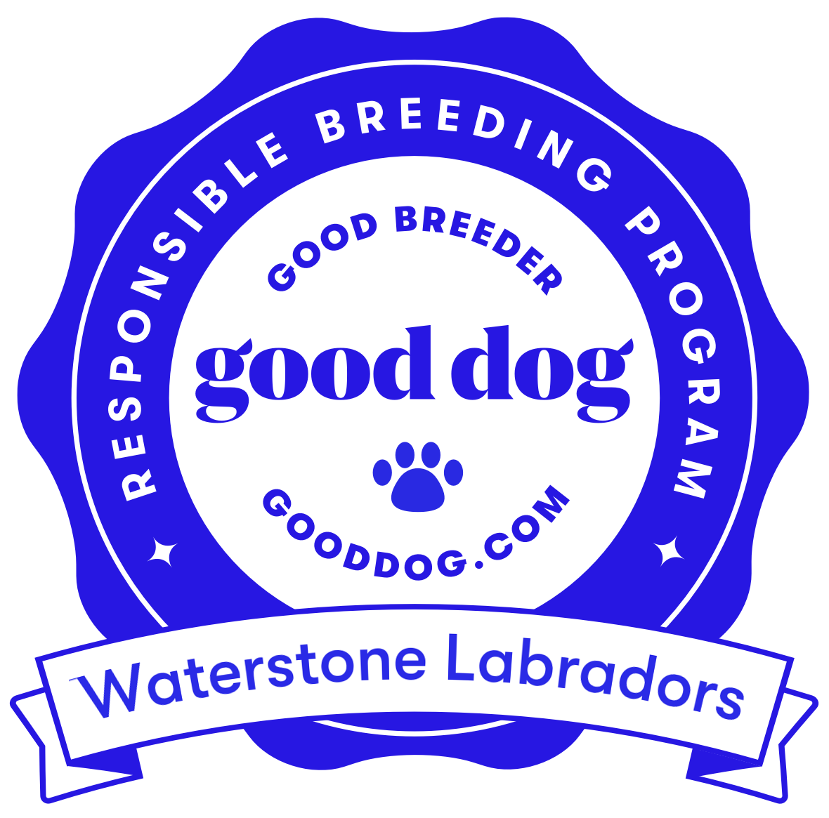 Waterstone Labradors | Irish and British Labradors | Good Dog