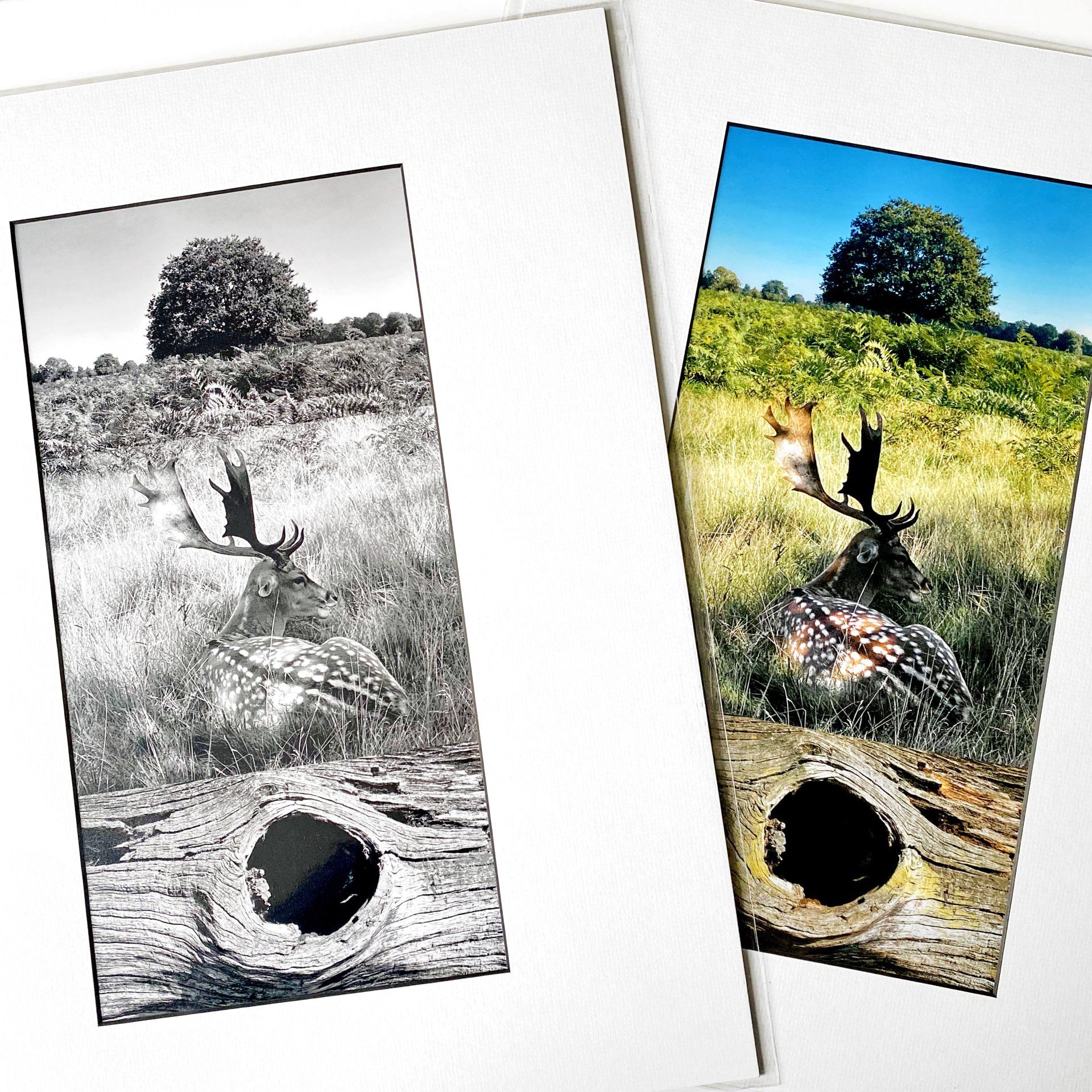 Bushy Park print
