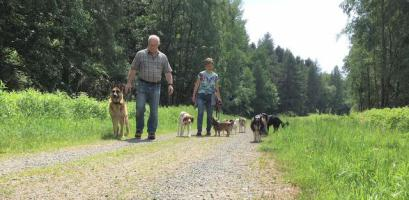 Spaziergang mit Hunden