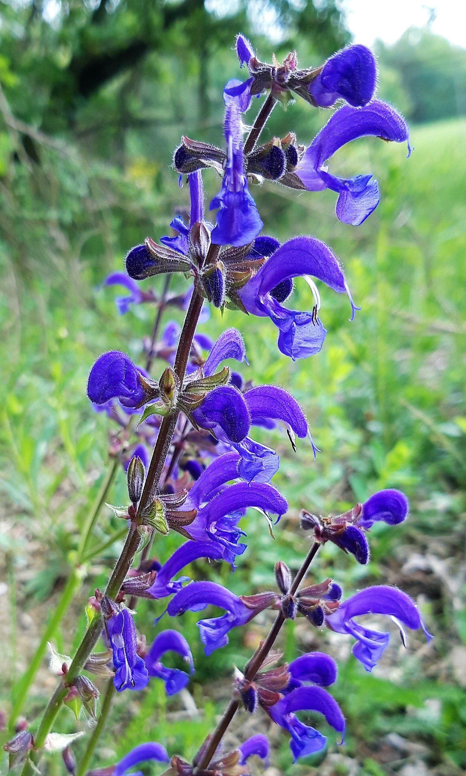 Der Wiesensalbei - Salvia pratensis Wanderreiseim Taunus