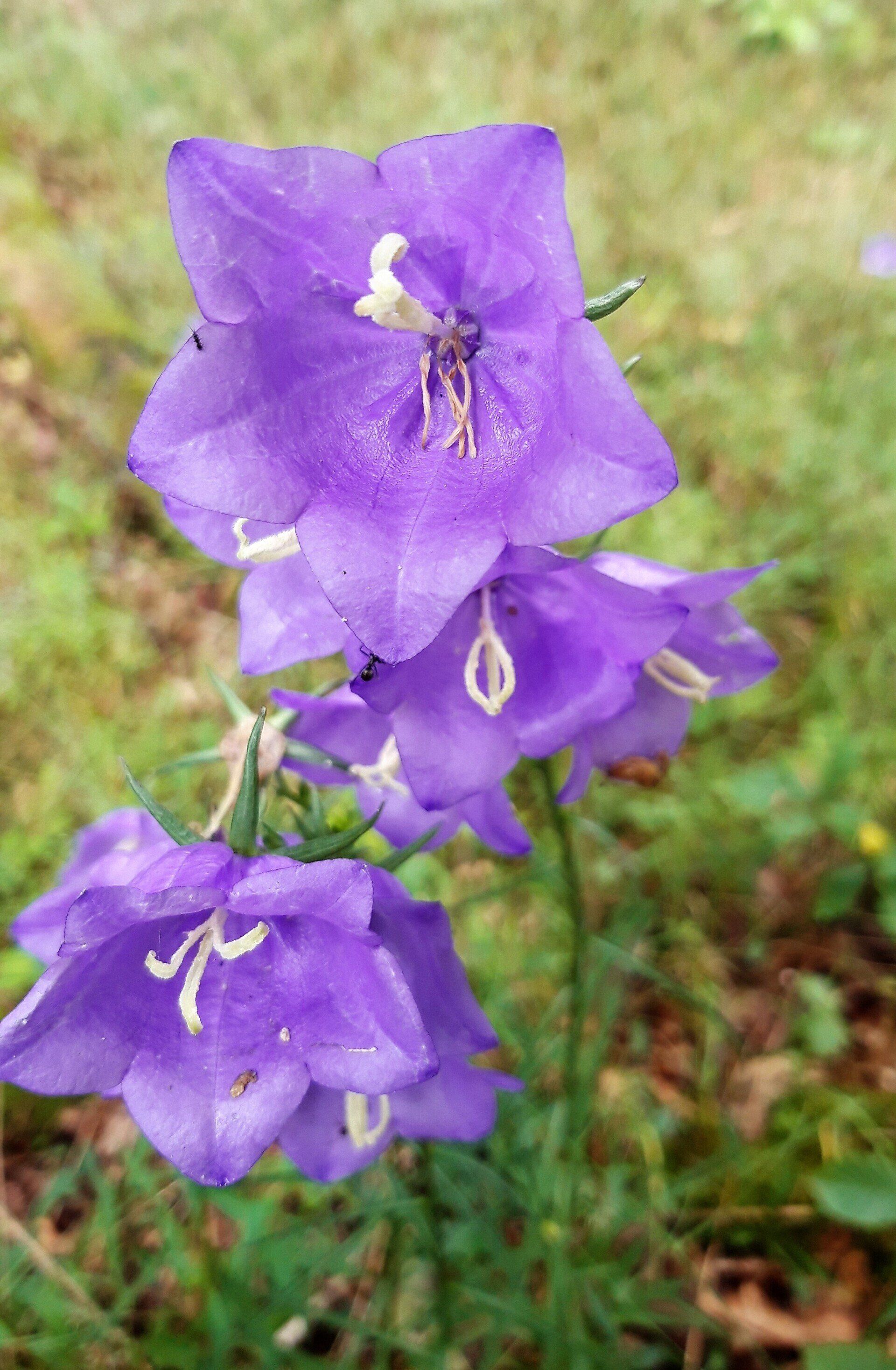 Pfirsichblättrige Glockenblume - Campanula persicifolia Wanderwoche im Taunus