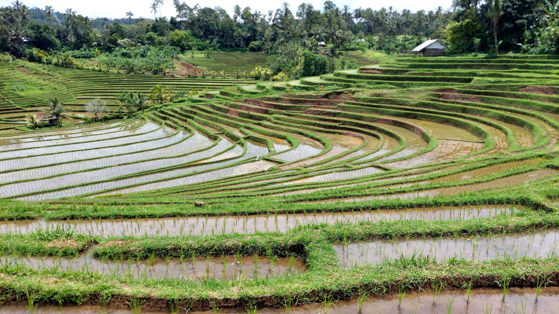 Bali Rundreise - Reisterrassen Reisterrassen auf Bali
