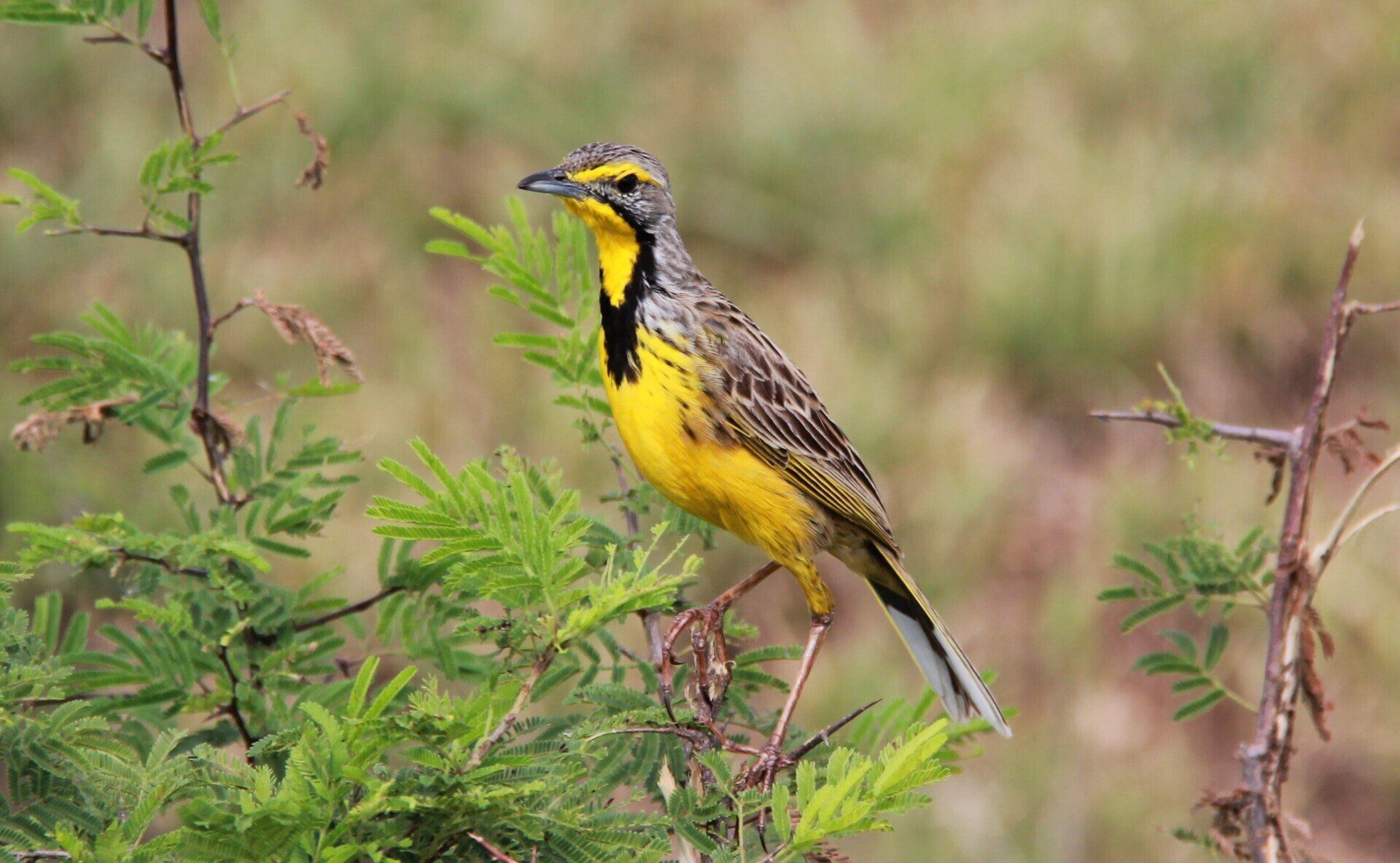 Vogelbeobachtung im Nationalpark in Südafrika