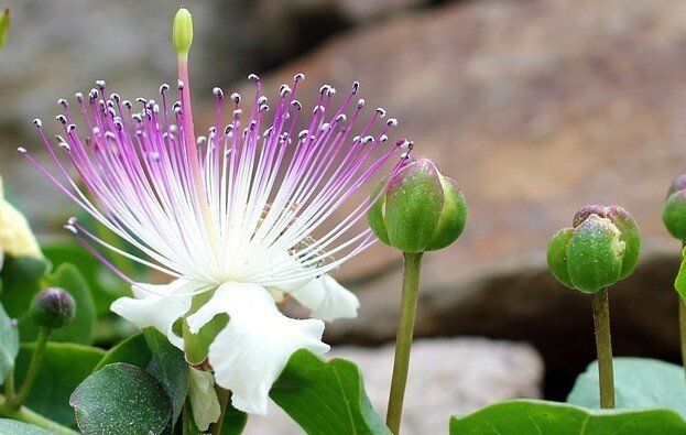Kapernblüte - Capparis spinosa Wanderreise auf Ischia