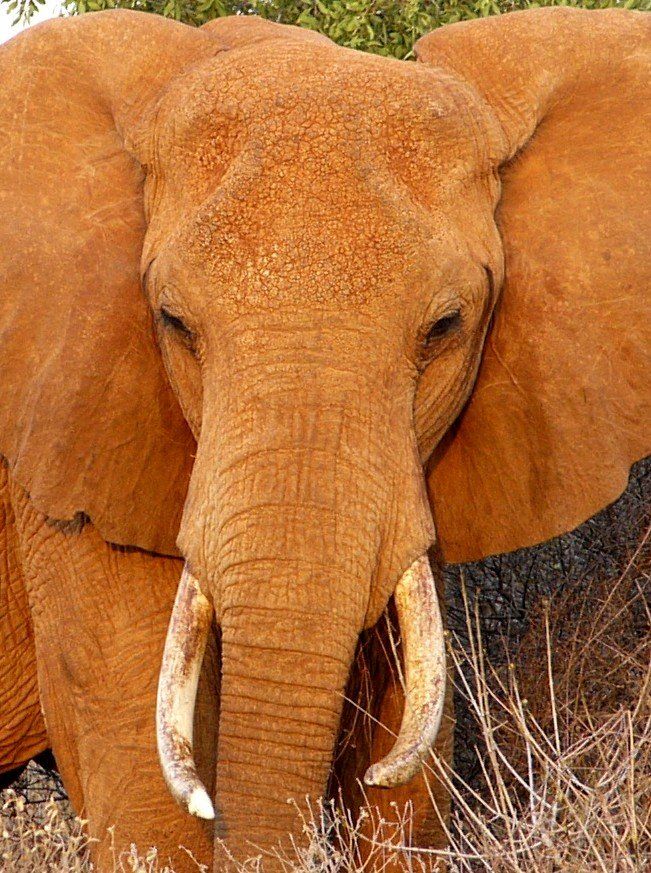 Roter Elefant im Tsavo West Nationalpark