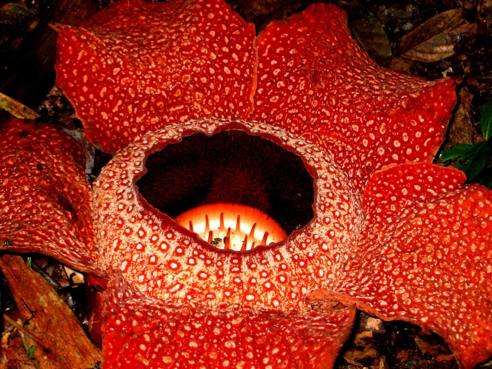 Rafflesia in Poring - Diese größte Blütenpflanze der Welt wurde nach Thomas Stamford Raffles benannt, dem Begründer Singapurs