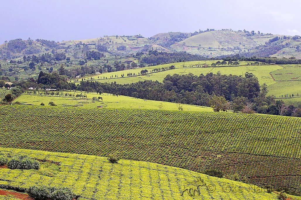 Teeplantagen - Uganda Rundreise