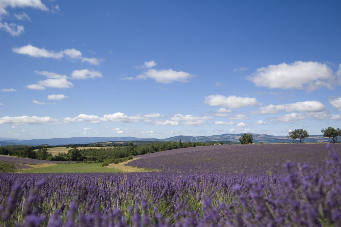L'or bleu de la Provence ! La Lavande à perte de vue ! Plateau de Valensole, champs de lavande et lavandin