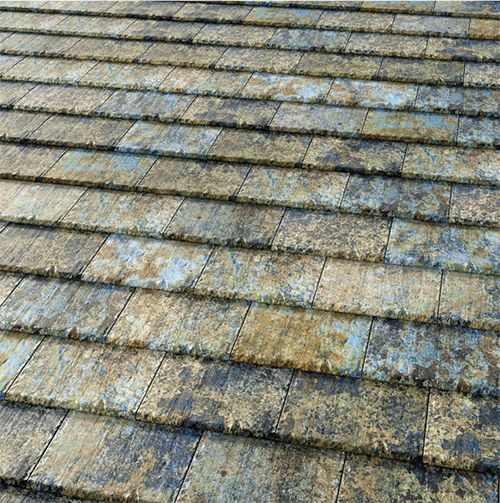 fotografie denver iris