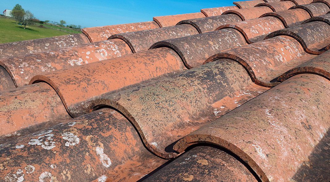 foto teja centenaria