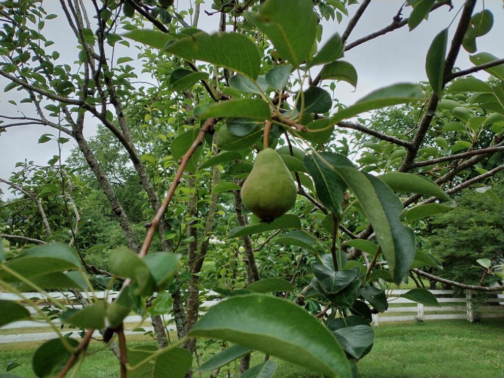 Bartlett Pear