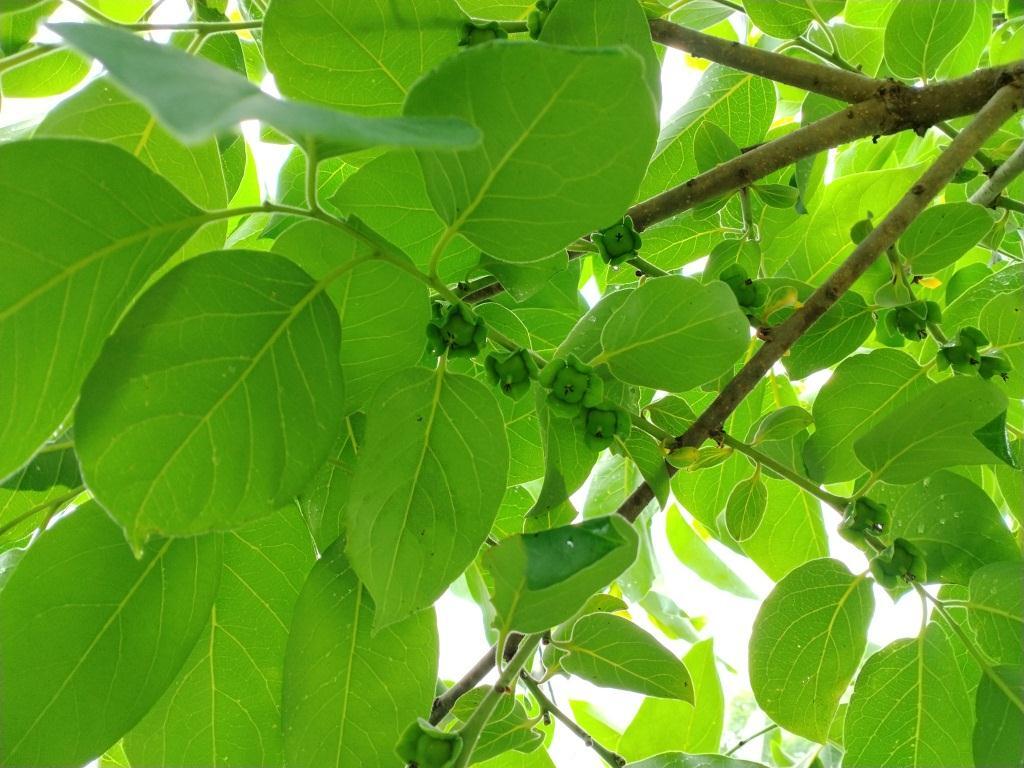 Persimmons