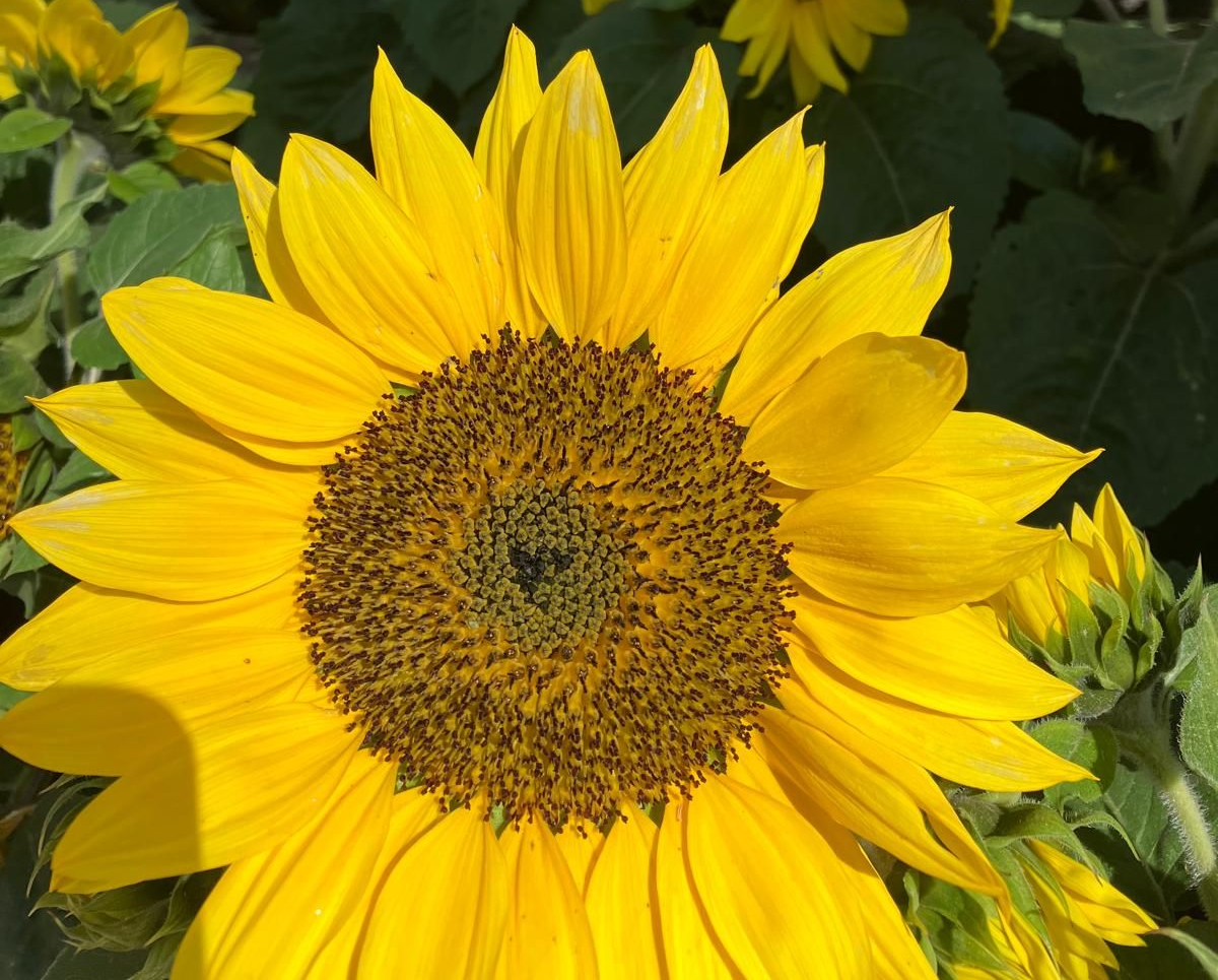 Sunflower Wedding Celebrant
