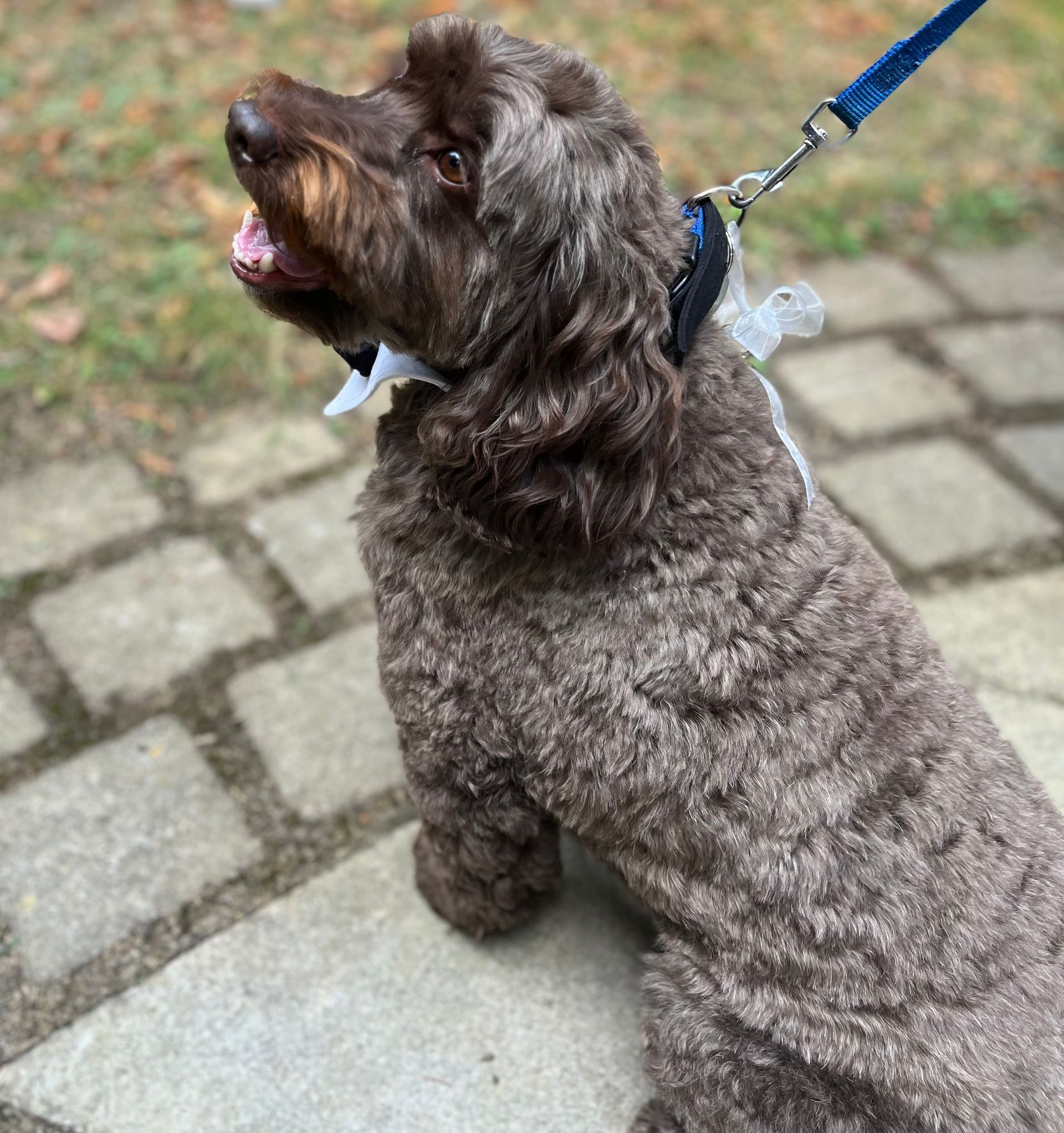 Dog Ring Bearer